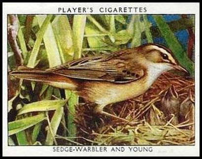 34PWBL 24 Sedge Warbler and Young.jpg